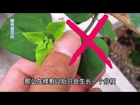 九重葛徒長枝|九重葛好分枝種植嗎